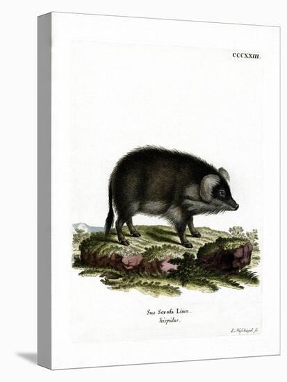 Wild Boar-null-Stretched Canvas