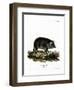 Wild Boar-null-Framed Premium Giclee Print