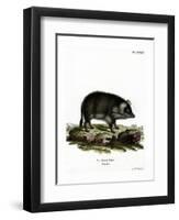 Wild Boar-null-Framed Premium Giclee Print