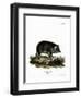 Wild Boar-null-Framed Premium Giclee Print
