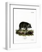 Wild Boar-null-Framed Premium Giclee Print