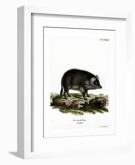 Wild Boar-null-Framed Premium Giclee Print