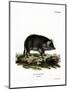 Wild Boar-null-Mounted Premium Giclee Print