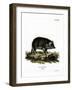 Wild Boar-null-Framed Giclee Print