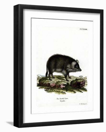 Wild Boar-null-Framed Giclee Print