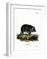 Wild Boar-null-Framed Giclee Print