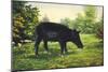 Wild Boar-null-Mounted Art Print