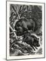 Wild Boars. after Specht. Wild Boar (Sus Scrofa)-null-Mounted Giclee Print