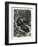 Wild Boars. after Specht. Wild Boar (Sus Scrofa)-null-Framed Premium Giclee Print