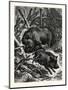 Wild Boars. after Specht. Wild Boar (Sus Scrofa)-null-Mounted Premium Giclee Print