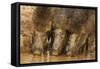 Wild Boars Drinking Water, Tadoba Andheri Tiger Reserve, Tatr, India-Jagdeep Rajput-Framed Stretched Canvas