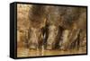 Wild Boars Drinking Water, Tadoba Andheri Tiger Reserve, Tatr, India-Jagdeep Rajput-Framed Stretched Canvas