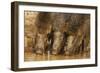 Wild Boars Drinking Water, Tadoba Andheri Tiger Reserve, Tatr, India-Jagdeep Rajput-Framed Photographic Print