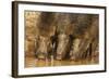 Wild Boars Drinking Water, Tadoba Andheri Tiger Reserve, Tatr, India-Jagdeep Rajput-Framed Photographic Print