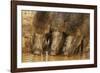 Wild Boars Drinking Water, Tadoba Andheri Tiger Reserve, Tatr, India-Jagdeep Rajput-Framed Photographic Print