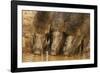 Wild Boars Drinking Water, Tadoba Andheri Tiger Reserve, Tatr, India-Jagdeep Rajput-Framed Photographic Print