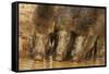 Wild Boars Drinking Water, Tadoba Andheri Tiger Reserve, Tatr, India-Jagdeep Rajput-Framed Stretched Canvas