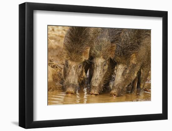 Wild Boars Drinking Water, Tadoba Andheri Tiger Reserve, Tatr, India-Jagdeep Rajput-Framed Premium Photographic Print