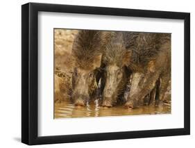 Wild Boars Drinking Water, Tadoba Andheri Tiger Reserve, Tatr, India-Jagdeep Rajput-Framed Premium Photographic Print