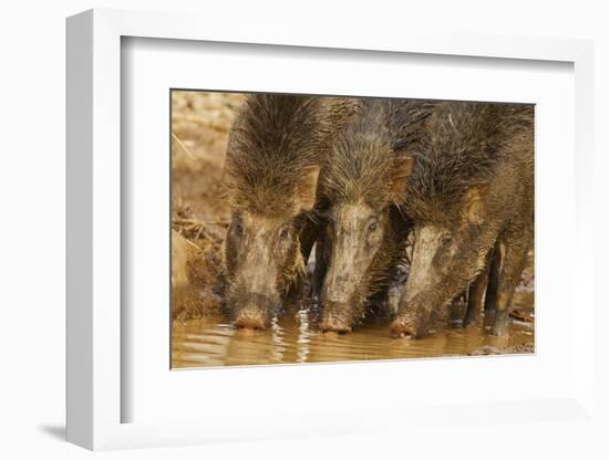 Wild Boars Drinking Water, Tadoba Andheri Tiger Reserve, Tatr, India-Jagdeep Rajput-Framed Photographic Print