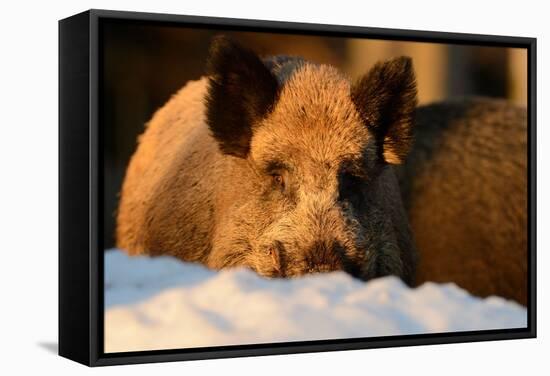 Wild Boars, Evening Light-Reiner Bernhardt-Framed Stretched Canvas