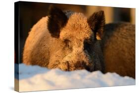 Wild Boars, Evening Light-Reiner Bernhardt-Stretched Canvas