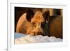 Wild Boars, Evening Light-Reiner Bernhardt-Framed Photographic Print