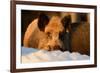 Wild Boars, Evening Light-Reiner Bernhardt-Framed Photographic Print