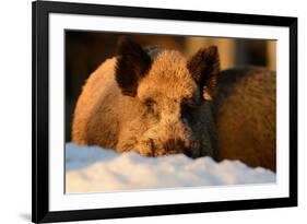 Wild Boars, Evening Light-Reiner Bernhardt-Framed Photographic Print