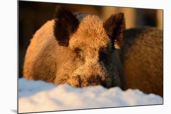 Wild Boars, Evening Light-Reiner Bernhardt-Mounted Photographic Print