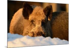 Wild Boars, Evening Light-Reiner Bernhardt-Mounted Photographic Print