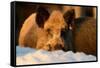 Wild Boars, Evening Light-Reiner Bernhardt-Framed Stretched Canvas