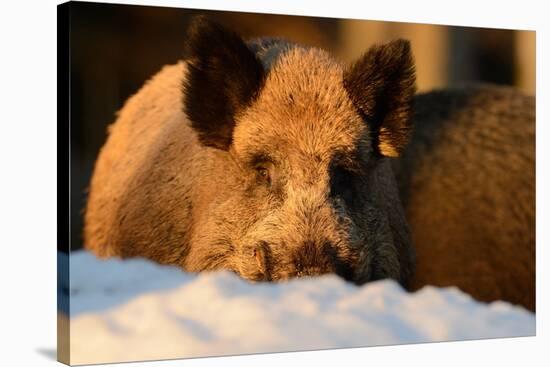 Wild Boars, Evening Light-Reiner Bernhardt-Stretched Canvas