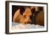 Wild Boars, Evening Light-Reiner Bernhardt-Framed Photographic Print