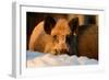 Wild Boars, Evening Light-Reiner Bernhardt-Framed Photographic Print