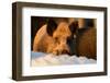 Wild Boars, Evening Light-Reiner Bernhardt-Framed Photographic Print