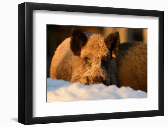 Wild Boars, Evening Light-Reiner Bernhardt-Framed Photographic Print