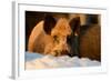 Wild Boars, Evening Light-Reiner Bernhardt-Framed Photographic Print