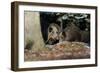 Wild Boars in Winter-Reiner Bernhardt-Framed Photographic Print