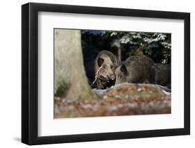 Wild Boars in Winter-Reiner Bernhardt-Framed Premium Photographic Print