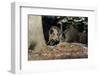 Wild Boars in Winter-Reiner Bernhardt-Framed Premium Photographic Print