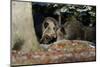 Wild Boars in Winter-Reiner Bernhardt-Mounted Premium Photographic Print