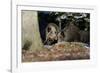 Wild Boars in Winter-Reiner Bernhardt-Framed Photographic Print