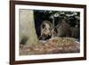 Wild Boars in Winter-Reiner Bernhardt-Framed Photographic Print