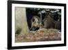 Wild Boars in Winter-Reiner Bernhardt-Framed Photographic Print