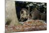 Wild Boars in Winter-Reiner Bernhardt-Mounted Photographic Print