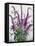 Wild Buddleia-Christopher Ryland-Framed Stretched Canvas