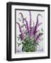 Wild Buddleia-Christopher Ryland-Framed Giclee Print