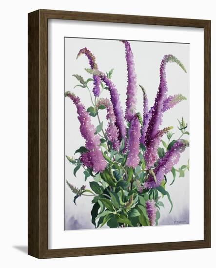 Wild Buddleia-Christopher Ryland-Framed Giclee Print