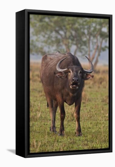 Wild Buffalo in the Grassland, Kaziranga National Park, India-Jagdeep Rajput-Framed Stretched Canvas